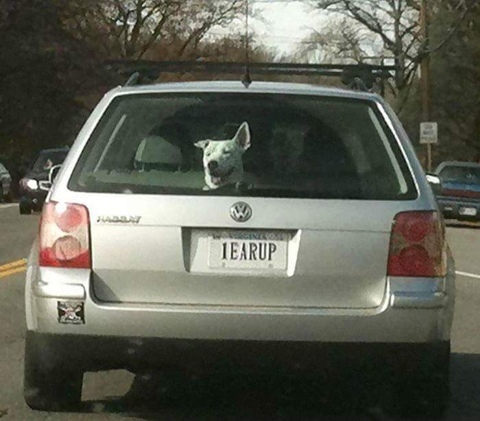 perfect timing funny license plates - 1 Earup