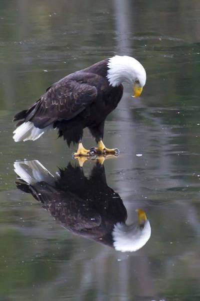 perfect timing eagle standing on ice