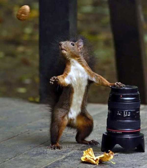 perfect timing squirrel throwing nuts