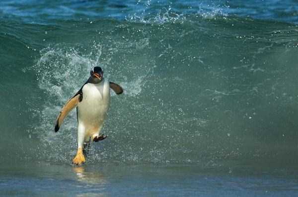 perfect timing penguin on surf board
