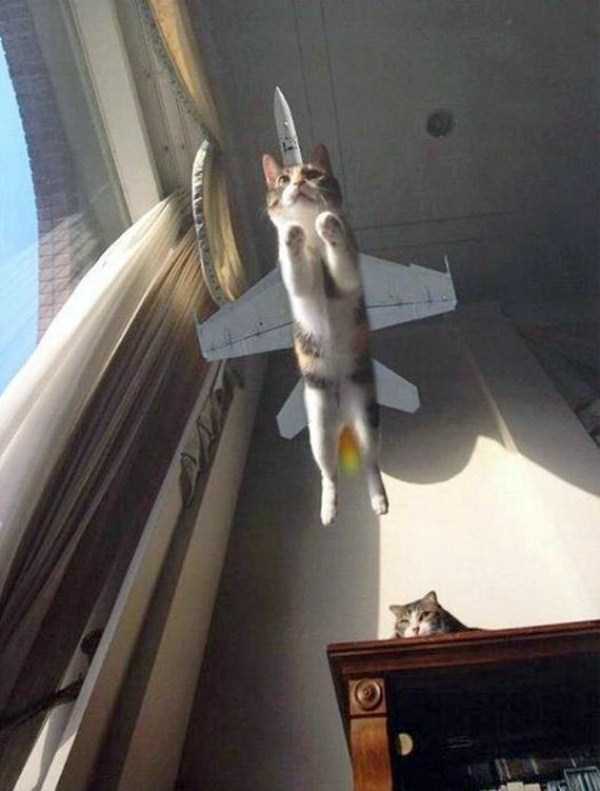 perfect timing cat jet
