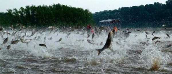 asian carp jumping