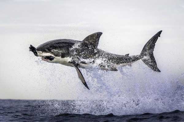 great white shark in air