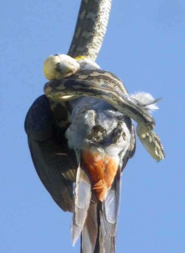 21 Photos Of A Carpet Python A Consuming Parrot