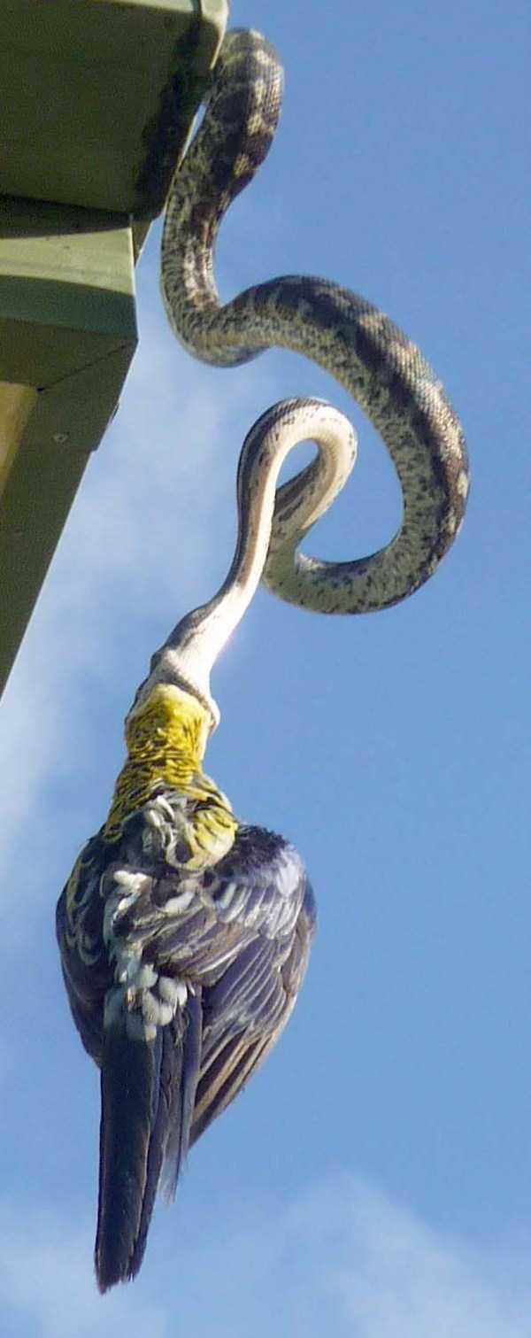 21 Photos Of A Carpet Python A Consuming Parrot