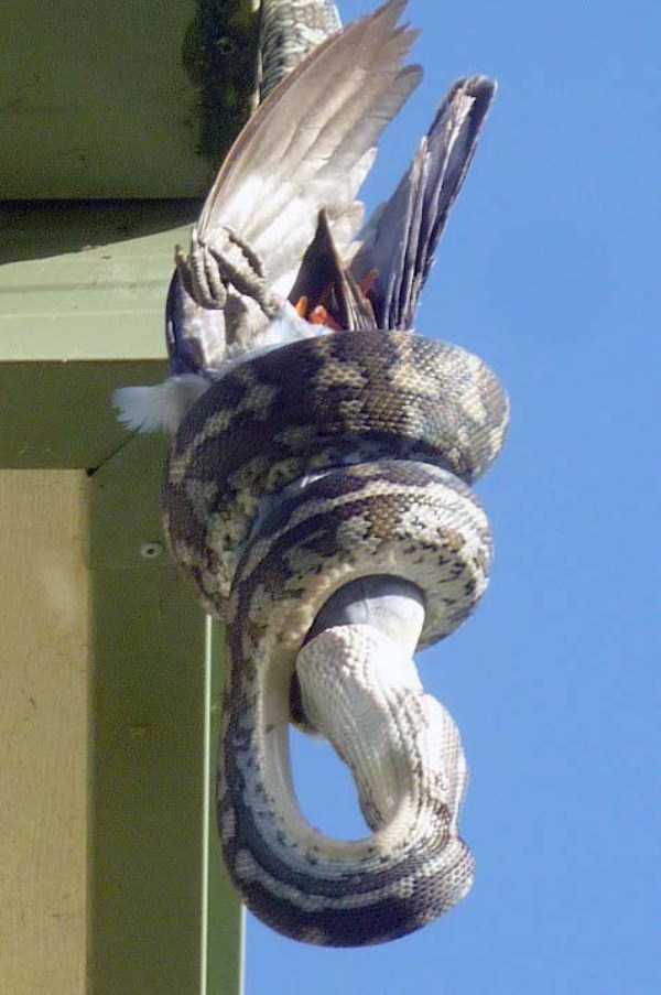 21 Photos Of A Carpet Python A Consuming Parrot