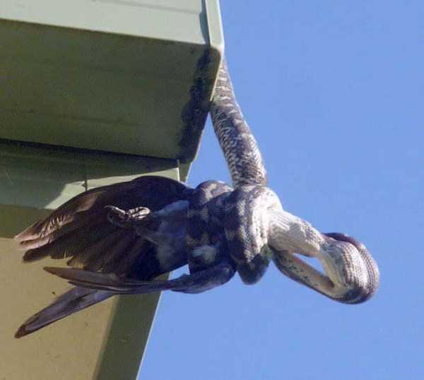 21 Photos Of A Carpet Python A Consuming Parrot