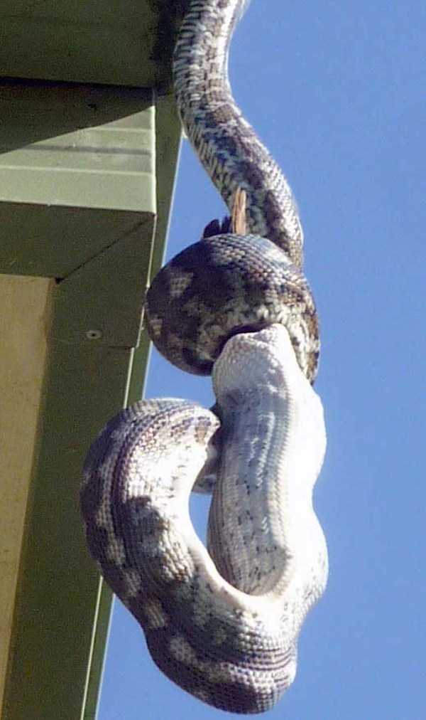 21 Photos Of A Carpet Python A Consuming Parrot