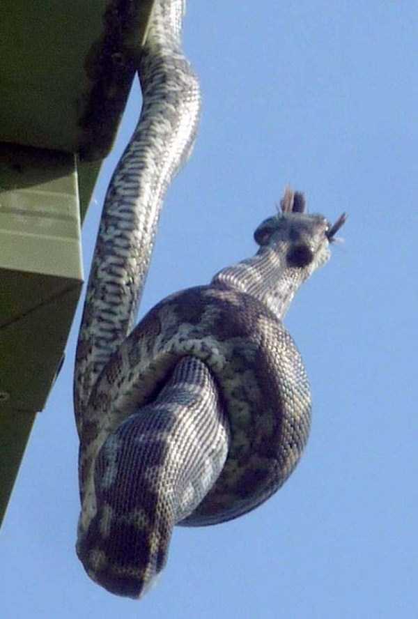 21 Photos Of A Carpet Python A Consuming Parrot