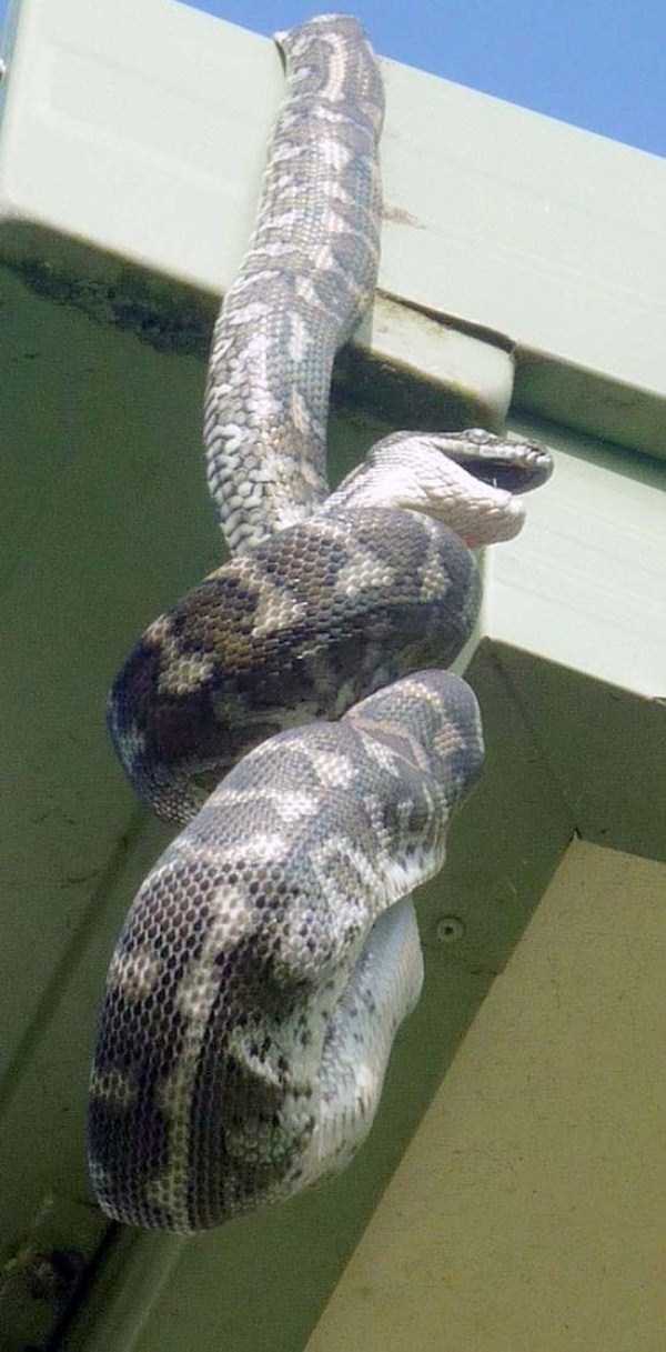 21 Photos Of A Carpet Python A Consuming Parrot