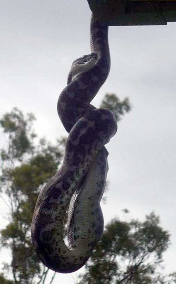 21 Photos Of A Carpet Python A Consuming Parrot