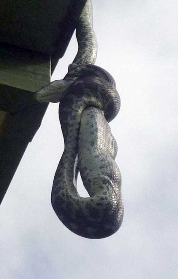 21 Photos Of A Carpet Python A Consuming Parrot