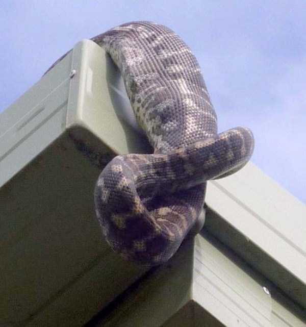 21 Photos Of A Carpet Python A Consuming Parrot