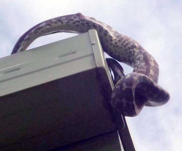 21 Photos Of A Carpet Python A Consuming Parrot