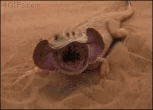 bearded dragon peted gif - 4 GIFs.com Bere