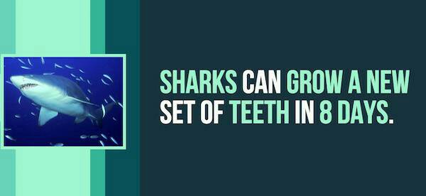 20 Little Known Facts About Sharks To Fill The Voiid