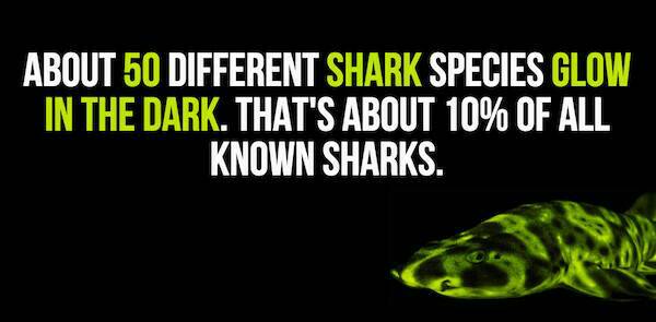 20 Little Known Facts About Sharks To Fill The Voiid