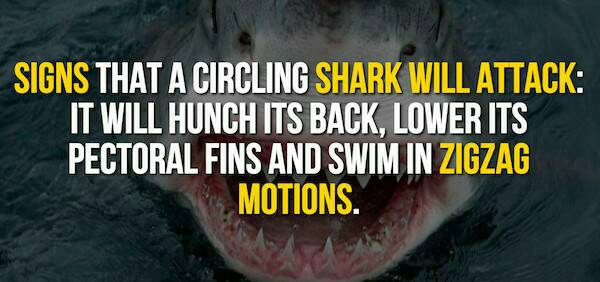 20 Little Known Facts About Sharks To Fill The Voiid