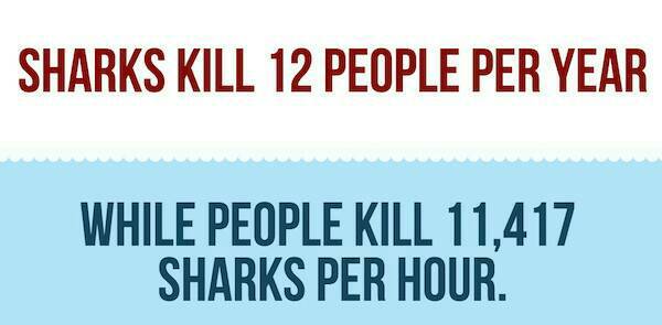 20 Little Known Facts About Sharks To Fill The Voiid