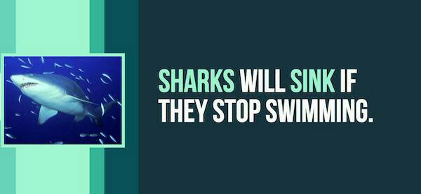 20 Little Known Facts About Sharks To Fill The Voiid