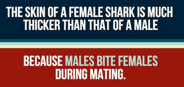 20 Little Known Facts About Sharks To Fill The Voiid