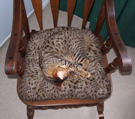 camouflage cat