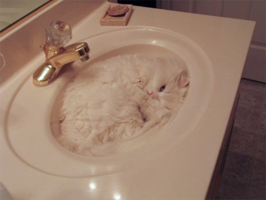 cat sleeping in sink