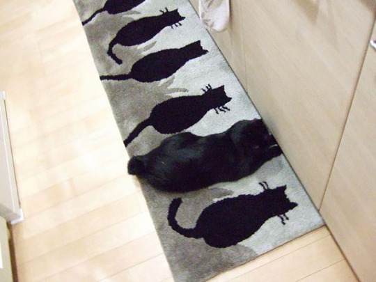 cat camouflage carpet