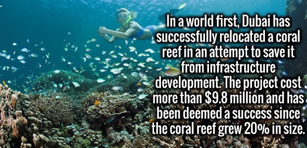 bretagne aménagement patrimonial - In a world first, Dubai has successfully relocated a coral reef in an attempt to save it from infrastructure development. The project cost. more than $9.8 million and has been deemed a success since the coral reef grew 2