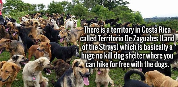 territorio de zaguates - There is a territory in Costa Rica called Territorio De Zaguates Land of the Strays which is basically a huge no kill dog shelter where you can hike for free with the dogs.