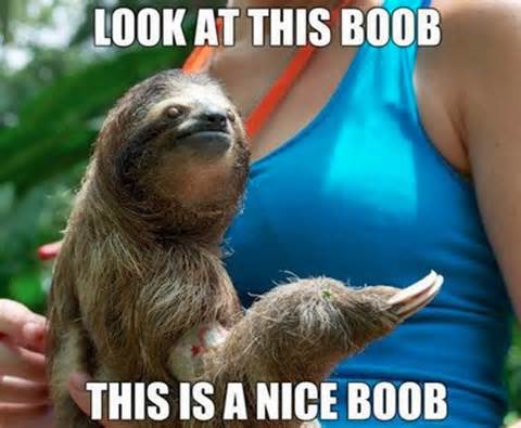sloth boob meme - Look At This Boob This Is A Nice Boob
