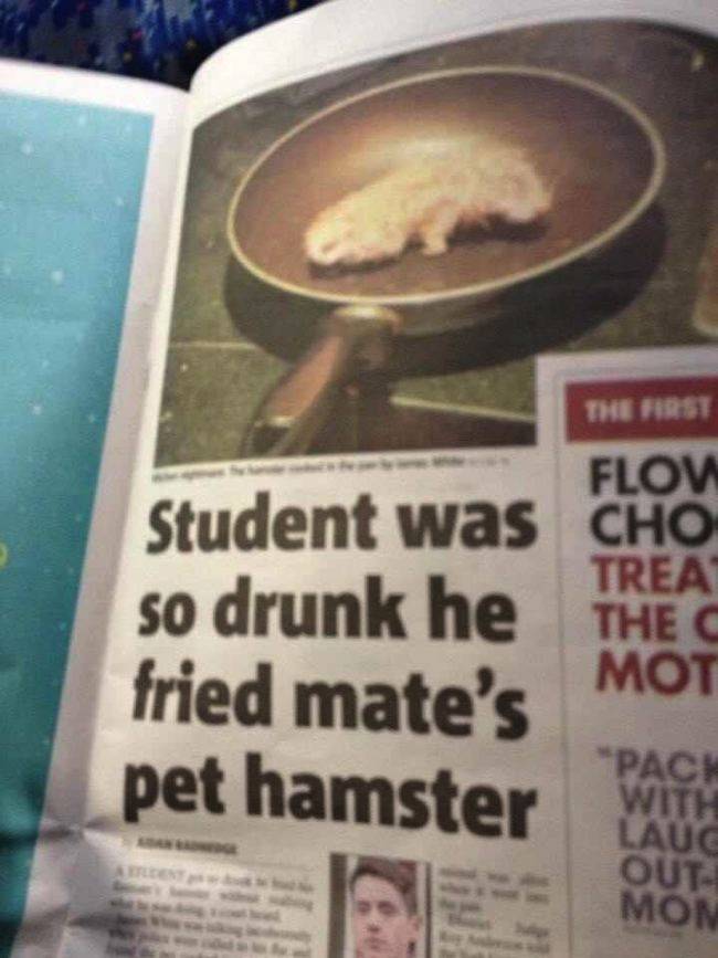 fried hamster - Flow Treat Student was Cho so drunk he The Mot fried mate's pet hamster With Lauc Out Mon