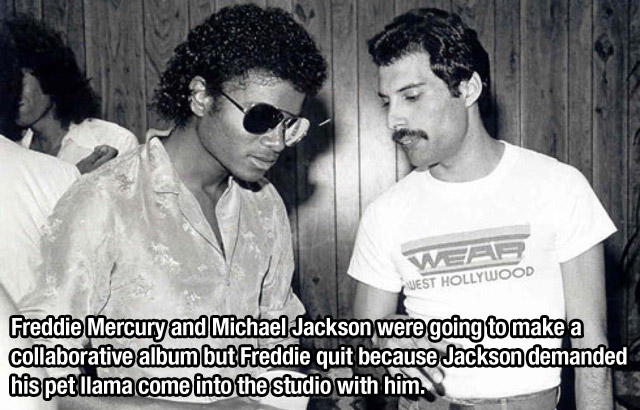 freddie mercury mick jagger - Wear Mest Hollywood Freddie Mercury and Michael Jackson were going to make a collaborative album but Freddie quit because Jackson demanded his pet llama come into the studio with him.