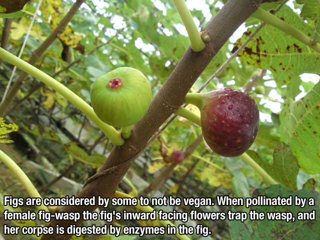 fun fact fig - Figs are considered by some to not be vegan. When pollinated by a female figwasp the fig's inward facing flowers trap the wasp, and her corpse is digested by enzymes in the fig.
