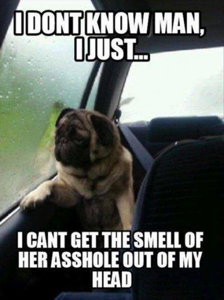 Inappropriate meme of reflective pug about not being able to get the smell of her asshole out of his head