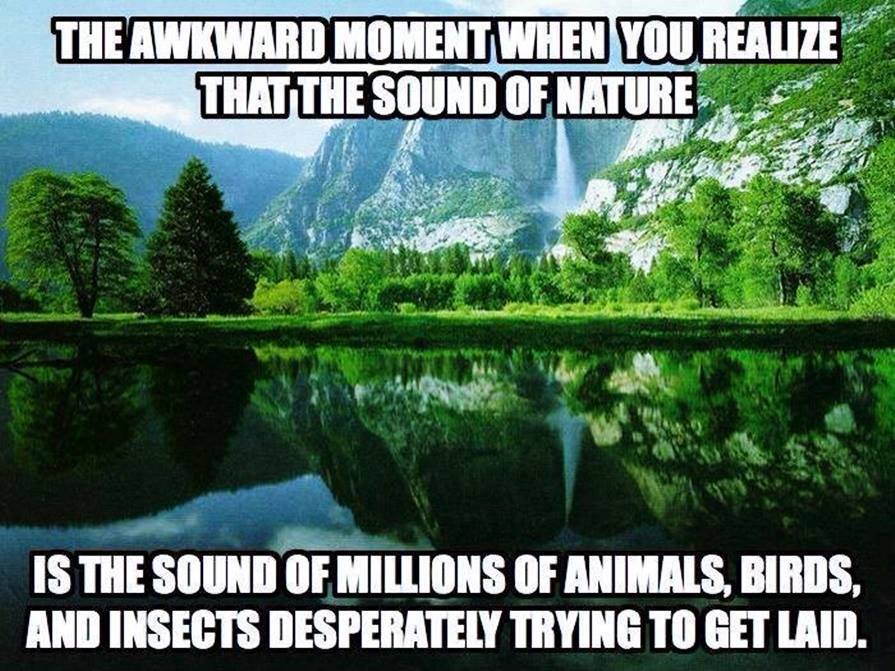 Inappropriate meme about the awkward reality that the sounds of nature are insects trying to get laid