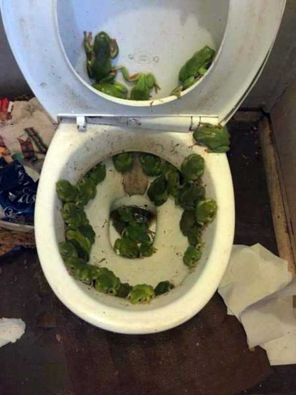 toilet filled with frogs