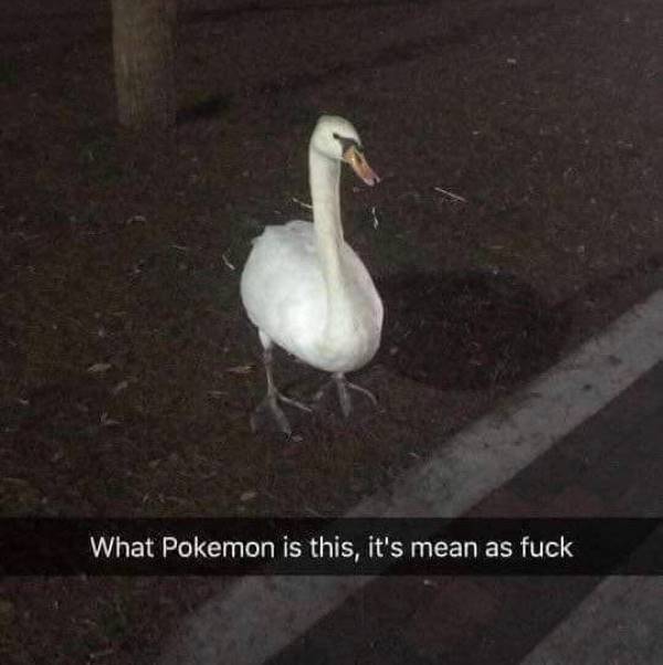 29 Hilarious Pokemon Go Memes That Are On Point