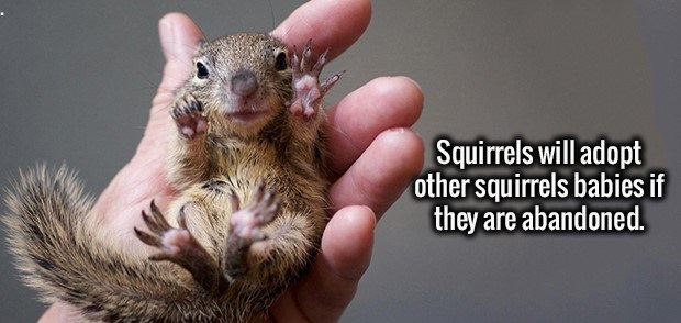 cute baby squirrel - Squirrels will adopt other squirrels babies if they are abandoned.