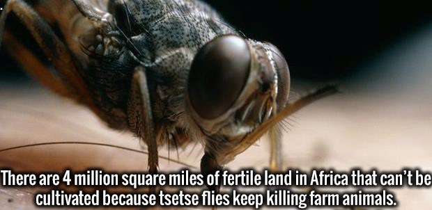tsetse fly sleeping sickness - There are 4 million square miles of fertile land in Africa that can't be cultivated because tsetse flies keep killing farm animals.