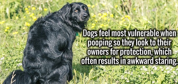 dog pooping funny meme - Dogs feel most vulnerable when pooping so they look to their owners for protection, which, often results in awkward staring