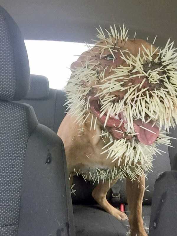 dog tries to eat porcupine