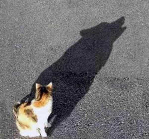 optical illusion shadow funny