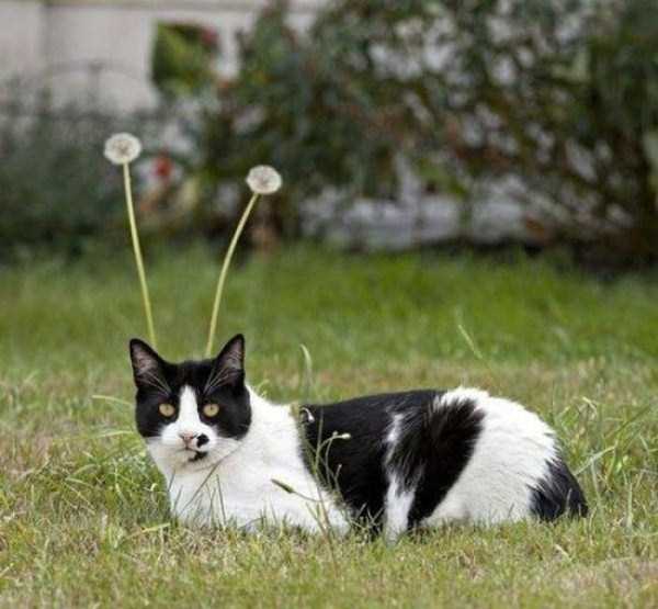 optical illusion cat antenna
