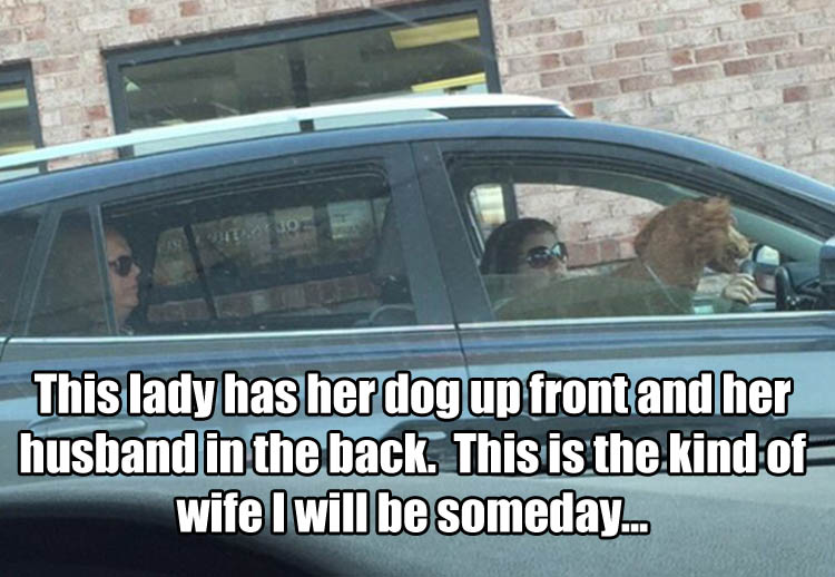 memes - dog in the front seat husband - This lady has her dog up front and her husband in the back. This is the kind of wifel will be someday...