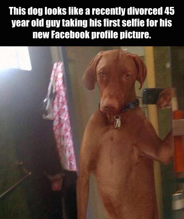 memes - funny dog instagram - This dog looks a recently divorced 45 year old guy taking his first selfie for his new Facebook profile picture.
