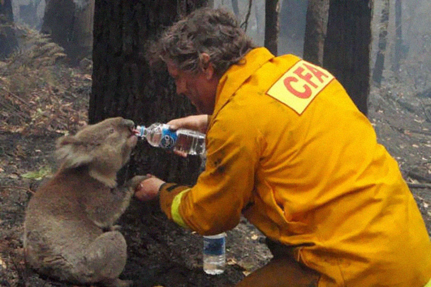 Firefighter giving a Koala water after Black Saturday bush fires in Victoria,Australia 2009