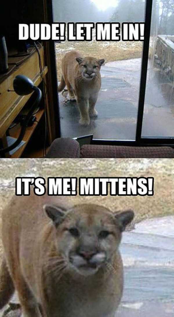 dude let me in it's me mittens - Dude! Let Mein! It'S Me! Mittens!