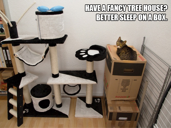 14 Examples of Cat Logic That Cat People Will Understand