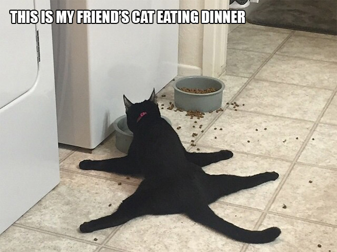 14 Examples of Cat Logic That Cat People Will Understand